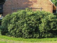 Rohodendron-verpflanzen_Fot.jpg 
