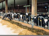 Kuh, Stall, Futtertisch, Holstein