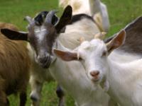 Ziegen-fotolia-internet.gif 