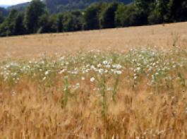 Gerstenbestand im Sommer mit starkem Unkrautbesatz (Kamille).&copy; M�hlhausen/landpixel