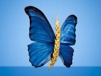 WeizenSchmetterling.jpg 