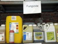 Fungizide.jpg 