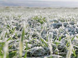 Die im Februar aufgetretenen Fr�ste k�nnten auch in Deutschland zu Auswinterungssch�den gef�hrt haben.&copy; agrar-press
