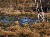 Moorlandschaft.jpg 