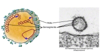 temp Image
