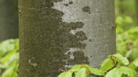 temp Image