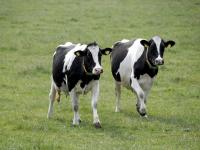  holstein, weide, milchvieh