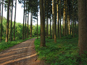 af_Waldweg.jpg