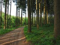 af_Waldweg.jpg 