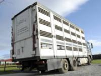 tiertransport.jpg Tiertransport, Transport