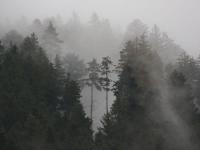 temp Image