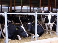 HolsteinLiegebox.jpg 