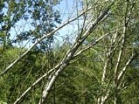  Wald, Forst, B�ume