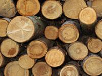 Holz2.jpg Holz, Baumst�mme