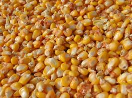 K�rnermais aus Serbien ist eine andere Art als heimischer? Im Aflatoxin-Skandal wird viel Unfug verbreitet.&copy; landpixel