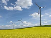 ft_fotofrank.jpg Windkraft, Raps