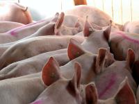 Schweine_Laufen_Ohren.jpg 