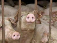 Schweine_lpix59288_600.jpg 