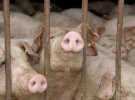 Eine feste Handelsbeziehung zwischen Ferkelerzeuger und M�ster bringt erfahrungsgem�� ges�ndere Tiere hervor.&copy; landpixel/M�hlhausen