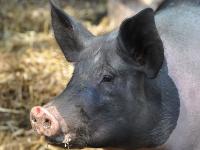 Schwein_Schw�bischhall.jpg 