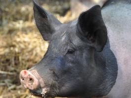 Im Schnitt erhielten Biobauern f�r ihre Schlachtschweine 3,13 Euro je Kilo.&copy; Ruth Rudolph/pixelio