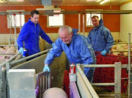 Die Waage dient bei Familie Schemmer als wichtigstes Hilfsmittel, um Schweine f�r die Vermarktung passend zu sortieren. Foto: Hungerkamp 