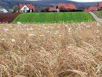 Elefantengras_Miscanthus.jpg 
