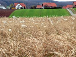 Miscanthus als Brennmaterial, D�mmstoff und Einstreu geeignet.&copy; M�hlhausen/landpixel