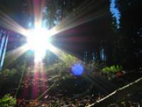 waldlicht.jpg Wald, Licht