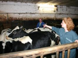Vorsicht ist geboten, wenn die Tier�rztin zu den Jungrindern in die Bucht muss.&copy; Land & Forst