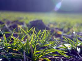 W�hrend sich die Best�nde mit den steigenden Temperaturen vielerorts erholen, ist in Hohenlohe-Franken teils auf �ber 50 Prozent der Fl�chen eine Neuansaat n�tig.&copy; M�hlhausen/landpixel