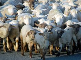 Schafe bilden mit der Zeit Antik�rper gegen das Schmallenberg-Virus und werden dadurch immun.&copy; M�hlhausen/landpixel