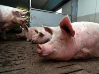Mutterschweine.jpg 