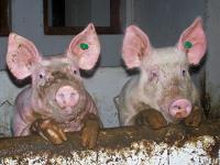 schweine.jpg 