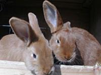 kaninchen.jpg 