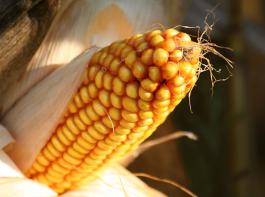 Experten des US-Landwirtschaftsministeriums haben die Ernteprognose f�r Mais in Argentinien um fast 20 Prozent nach unten korrigiert, gegen�ber Dezember.&copy; Kurt/pixelio