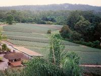 Australien_Farm_Landschaft.jpg Australien