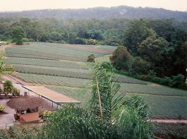 Eine Farm in Australien. Nach der jahrelangen Trockenperiode verpuffen die ersten Gewinne wegen des starken Dollars.&copy; Birgit Neujahr/pixelio