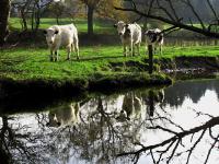 Kuehe_Wasser.jpg 