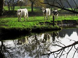 Um die Rinder auf dem Haltungsbetrieb schlachten zu d�rfen, m�ssen Landwirte sowohl einen einmaligen Antrag auf die grunds�tzliche Erlaubnis, als auch jeweils einen anlassbezogenen Antrag stellen.&copy; Margit V�ltz/pixelio