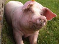 Schwein_Wiese.jpg 