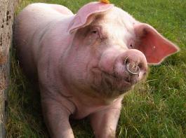 F�hlt sich Ihr Schwein bei Ihnen wohl oder hat es einige Verbesserungsvorschl�ge? Wie Sie seine Signale richtig interpretieren, k�nnen Sie z.B. im Schweinebeobachtungskurs lernen.&copy; Jerzy/pixelio