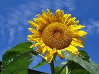 Sonnenblume.jpg 