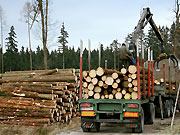 Holz71.jpg Holz, Forst