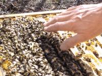 110_Bienen_Scheuchenpflug_2.JPG 