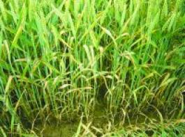 In anf�lligen Weizensorten konnte bei h�heren Niederschl�gen auch in 2010 ein h�herer Befall mit Septoria tritici bonitiert werden. Foto: Raupert