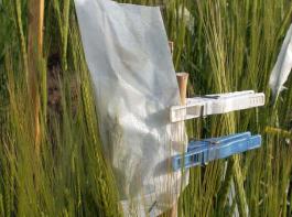 Hat ein Patent negative Auswirkungen auf die Landwirtschaft? Mit dieser Frage besch�ftigen sich k�nftig BLE und Bundessortenamt.&copy; landpixel