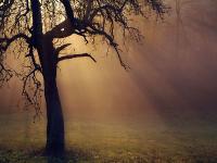 Sonne_Fruehling_Baum.jpg 