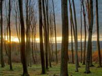 buchenwald.jpg Wald, Holz, Forst