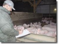  sauen, stall, landwirt, notizen, vermarktung, mast